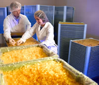 Plastic Pallets Pharmaceutical