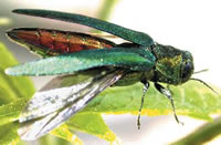 Emerald Ash Borer